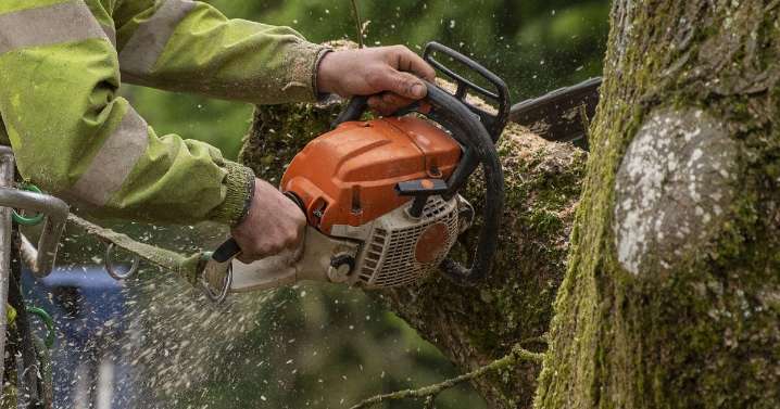 Twin Cities man accused of swindling thousands from customers seeking tree care services