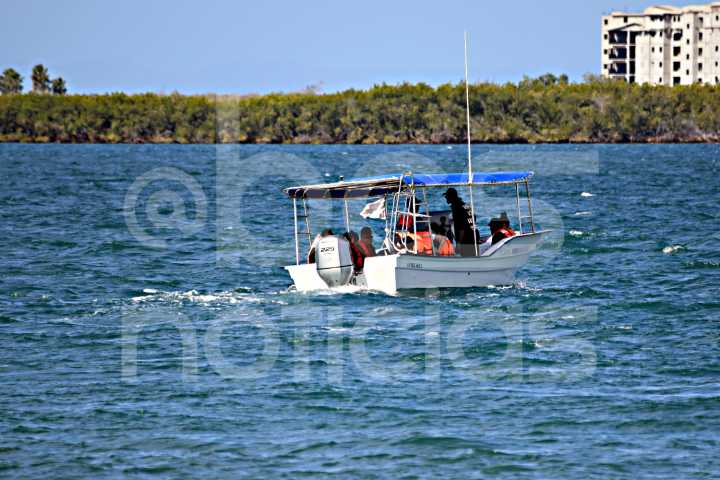 Se han identificado 7 ejemplares de tiburón ballena en La Paz; invitan a respetar la temporada 