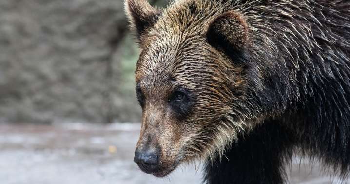 A grizzly warning to Americans: Beware bear attacks in Japan