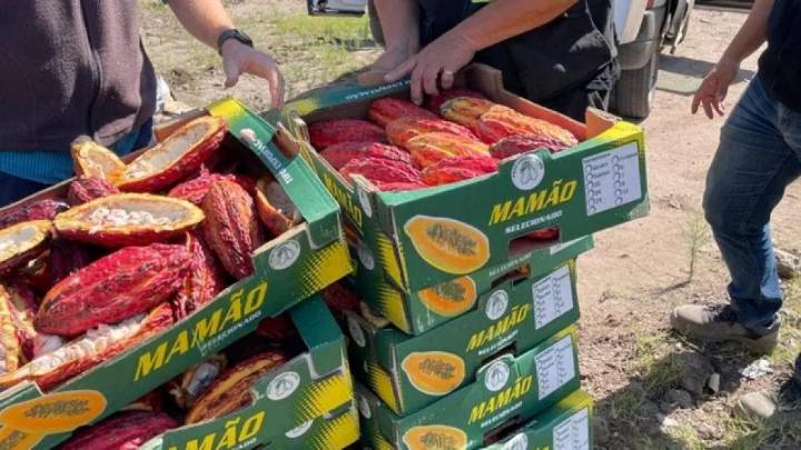 Mercofrut: hallan más de 100 kg de cacao contrabandeado listo para vender sin autorización