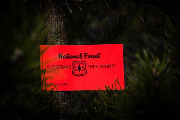 Christmas tree permits from Chippewa National Forest available for holiday season
