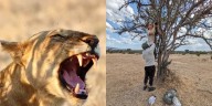 Descubren un nuevo tipo de rugido de león: qué implica este sonido inédito