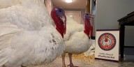 President Trump set to pardon two N.C. turkeys