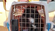 Pilots to the Rescue lands in Manchester, bringing adoptable rescue pets to New England
