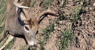 Kansas game wardens searching for suspect after deer found illegally shot