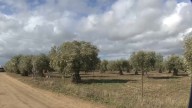 Las lluvias traen alivio al campo extremeño, pero también riesgos para cereal y olivar More