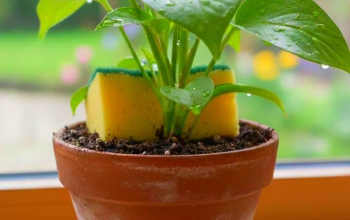 El truco de la esponja en la maceta: por qué mejora la salud de tus plantas