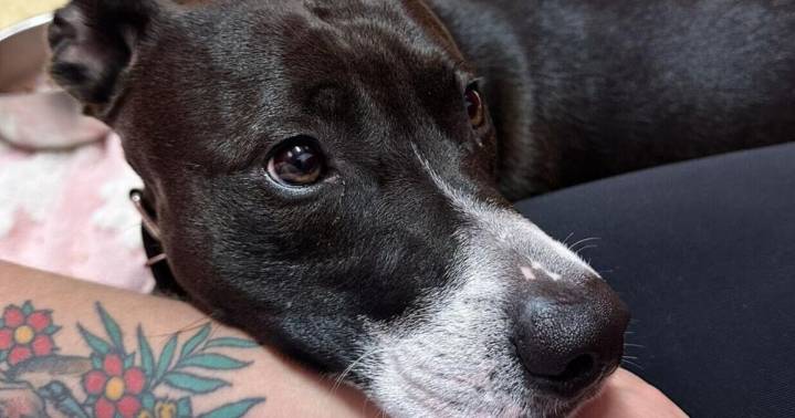 St. Clair woman charged after viral dog abuse video