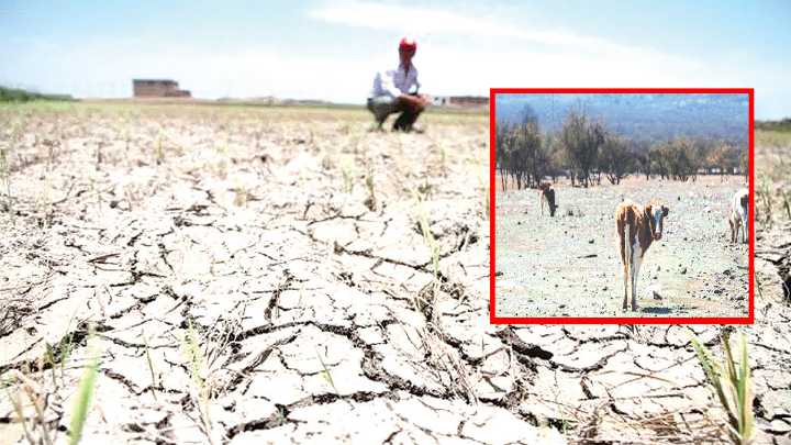 Calor extremo y sequías ponen en jaque la agricultura de Piura