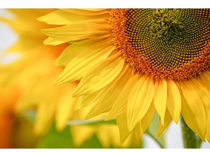 World’s tallest sunflower at stunning 35 feet bred by N.J. farmer receives local honor