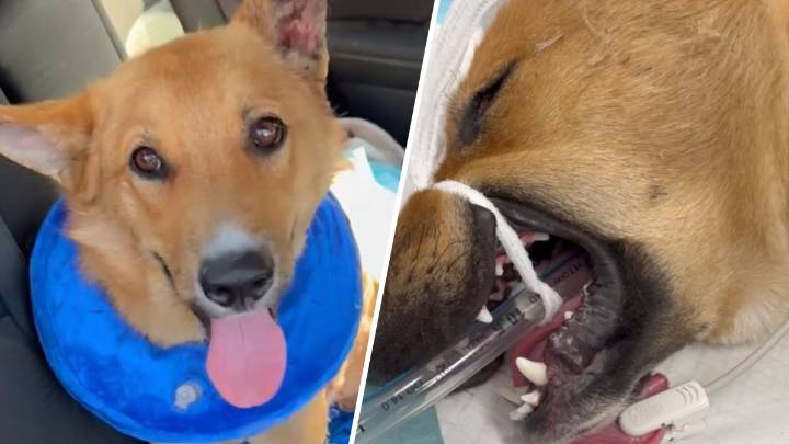 Dog in intensive care after being set on fire in South LA