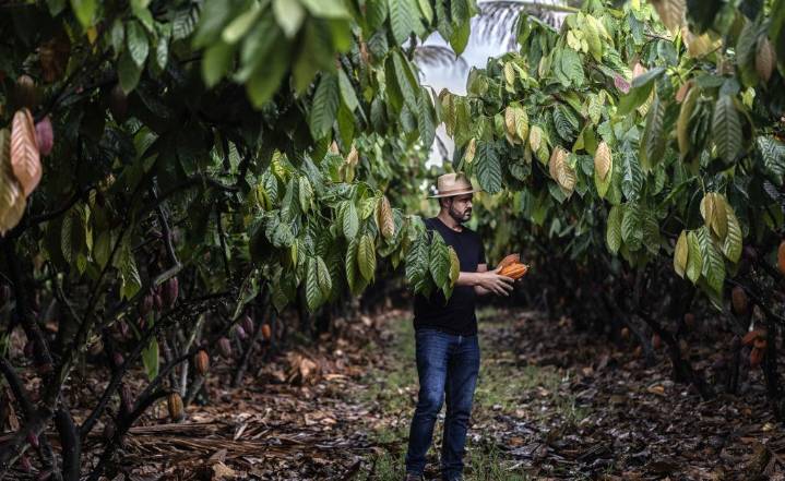 The Climate Solution Growing in Brazil