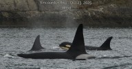 Orca calf