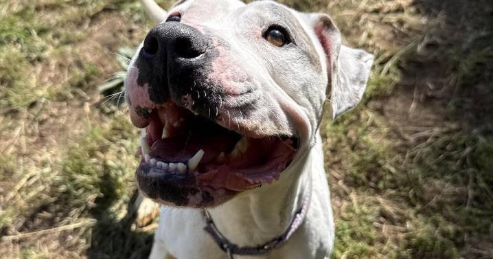 Animal rescue for senior pets opens Wichita site with pickleball fundraising
