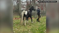 Horse Leads Police on Chase in Gloucester County