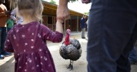 Photos: Where the Thanksgiving turkeys are in charge