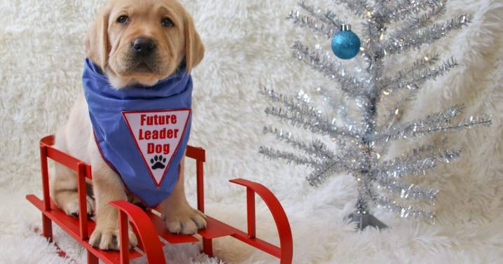 Leader Dogs for the Blind seeks puppy raiser volunteers for 65 future guide dogs