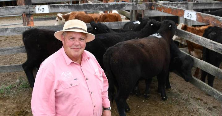 NSW prime cattle markets firm to better again across categories