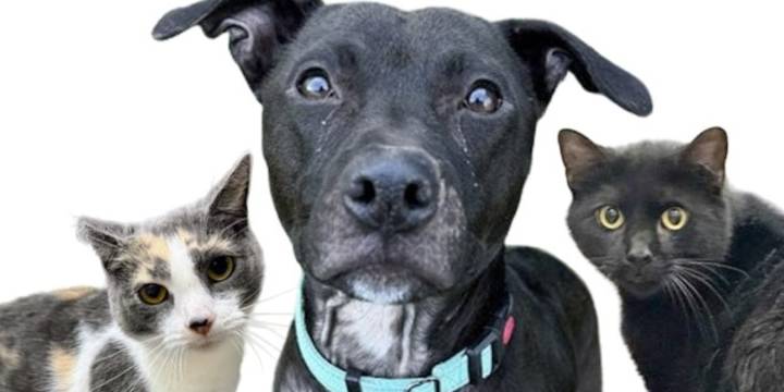 Adopt for free from Humane Society of Summit County Nov. 14
