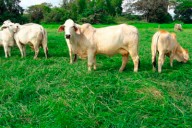 Pereira es sede de la 78ª Feria Nacional Cebú, vitrina de la ganadería y la economía rural del país