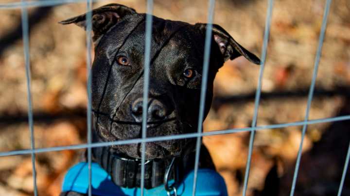 Asheville seeks firm to help repair areas of a Swannanoa…