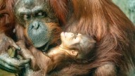 It's a boy! LA Zoo welcomes new baby orangutan