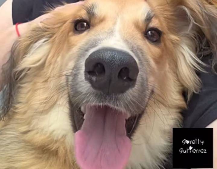 A Coconut lo entregaron en Valle Colino porque ladraba y molestaba a los vecinos: ahora busca una nueva familia