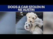 Austin crime: Dogs and car stolen from Windsor Hills neighborhood