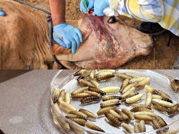 Enfrentarán crisis del gusano barrenador con menos recursos