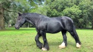 Florida farm offers glimpse into unique Gypsy Vanner horses