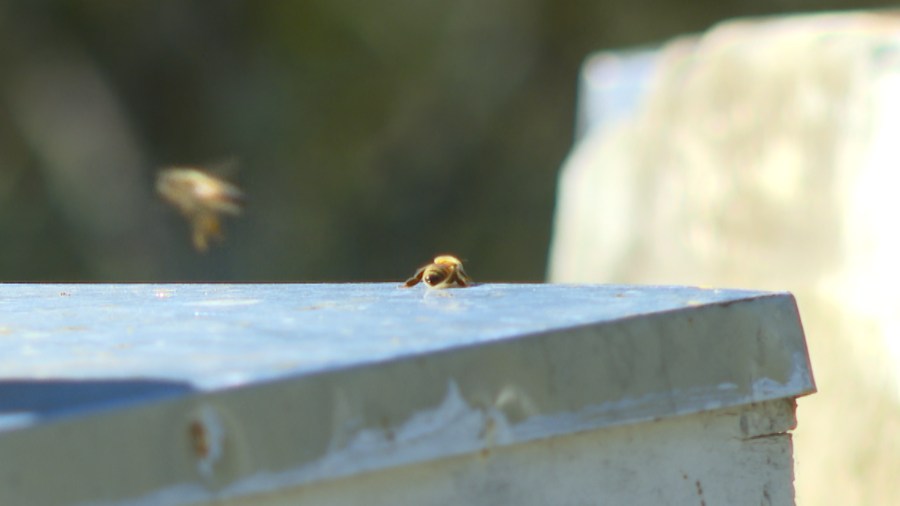 Texas beekeepers saw more honey this year, but colony losses remain concerningly high