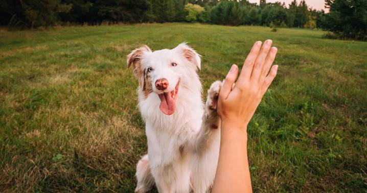 Warning to all dog owners about letting pooch lick 1 thing this week