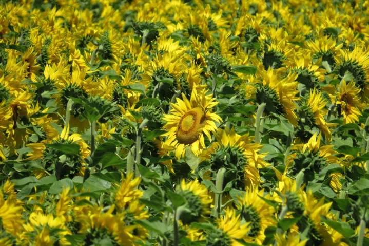 Selfie-Taking City Woman Eaten By Giant Mutant Venus Sunflower Plant