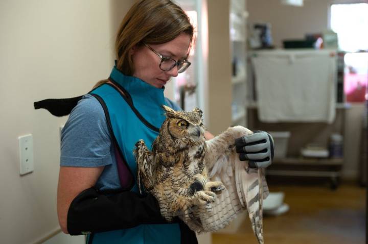 Owl partially covered in concrete is cleaned up and recovering after rescue in Utah