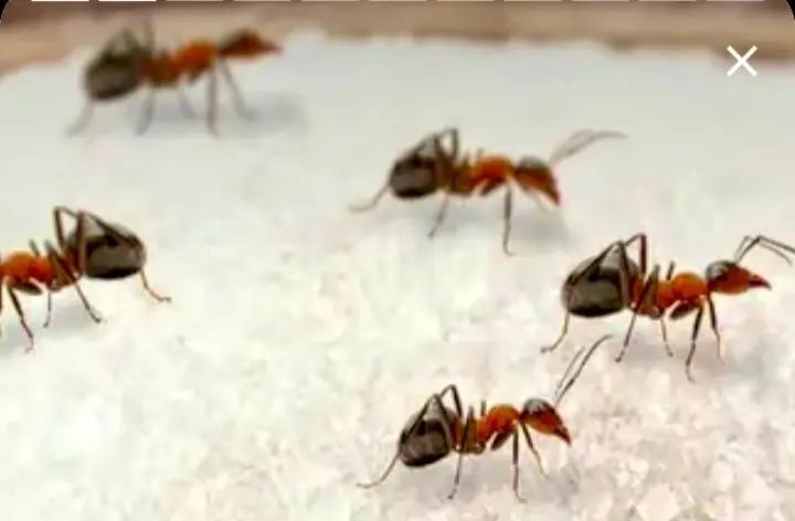 Woman’s Death In Telangana Reveals How Deadly Phobias Can Be; Medical Assistance Crucial