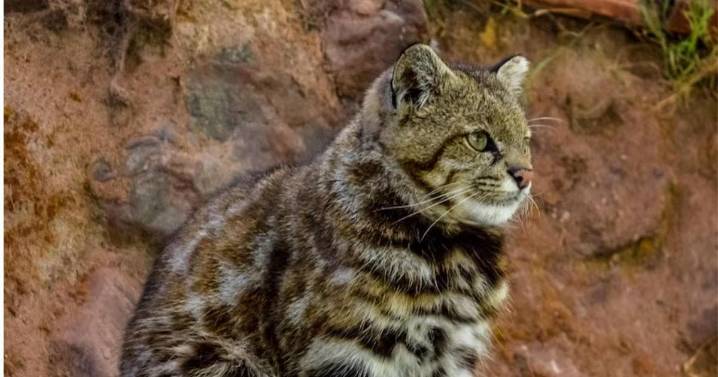 ¡Es adorable! El gato andino, el "fantasma" de Sudamérica, lucha por sobrevivir