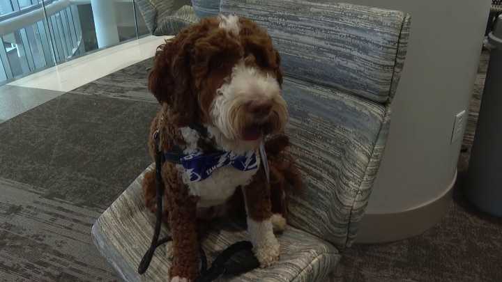 Meet Fletcher: The furry new ‘staff member’ changing lives at AdventHealth Tampa