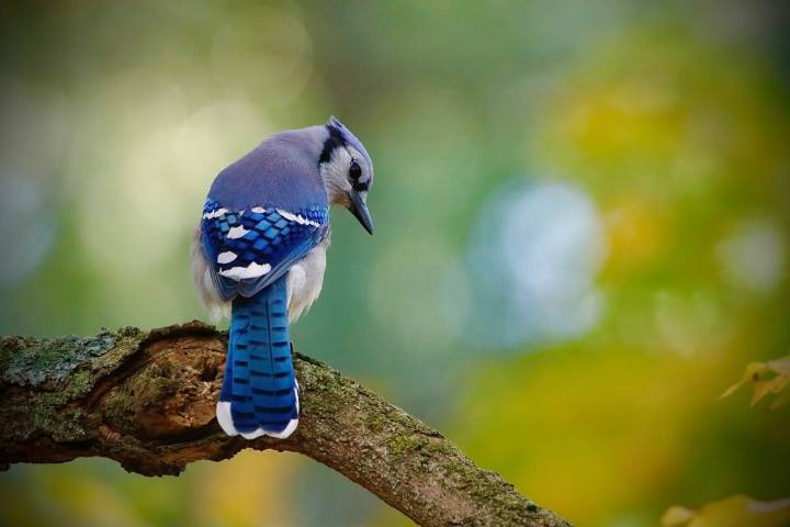 Get to know blue jays, the winners of the bird world