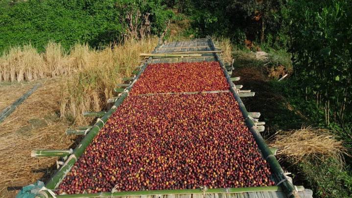 Profit-sharing drive strengthens coffee value chain in Garo Hills