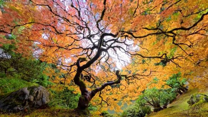 Portland Japanese Garden celebrates 2025 fall foliage