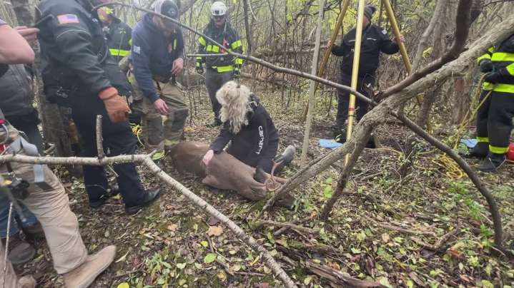 Rescue crews save deer from 10-foot well in Niagara County