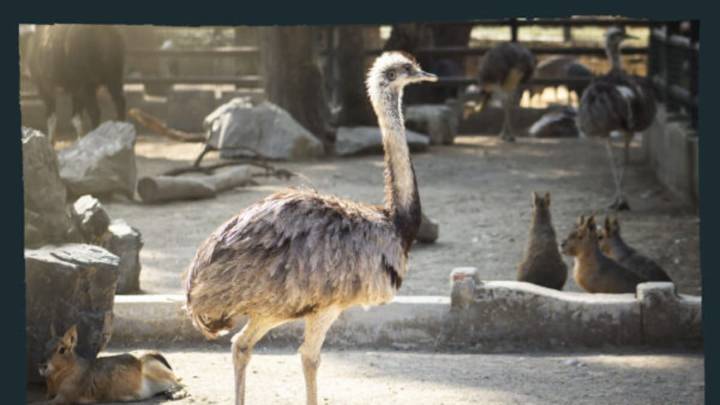 El Ayuntamiento de Córdoba asegura que el brote de gripe aviar en el zoo “está controlado” y descarta su cierre