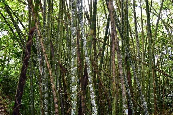 El Huila fue incluido en el Mecanismo para Bosques y Fincas de la FAO