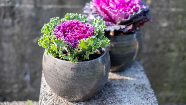 15 Varieties Of Ornamental Cabbage And Kale For A Stunning Fall Garden