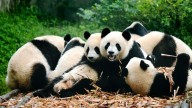 What Is a Group of Pandas Called? We're Blushing