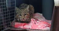 Just in time for the brawl: ZooMontana welcomes pair of bobcats