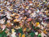 Black Friday turns to gray in Portland as clouds prevail but expect some sun later