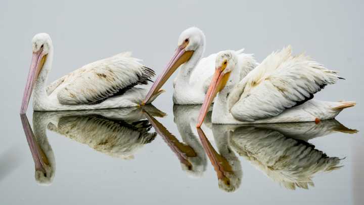 Bird migration ramping up in Florida