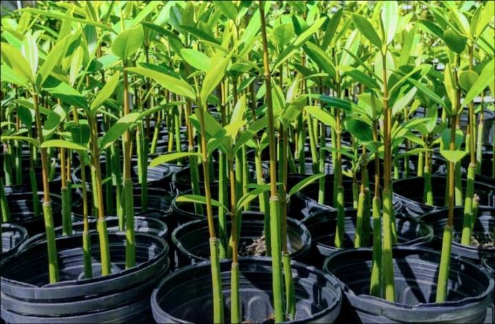 Importance of mangroves the focus at upcoming Sanibel events