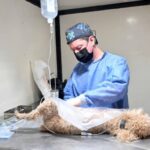 La Dirección de Zoonosis de Capital dio a...